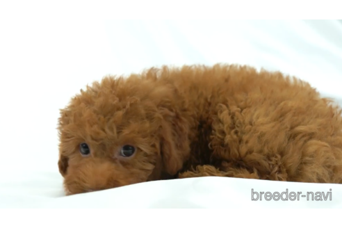 成約済の東京都のトイプードル-154161の4枚目